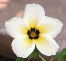 Turnera subulata fmt