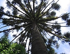 araucaria