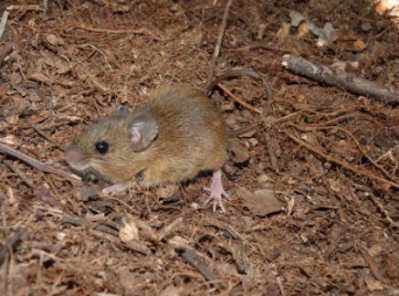 hantavirus
