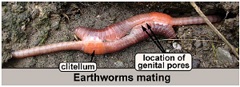 worms